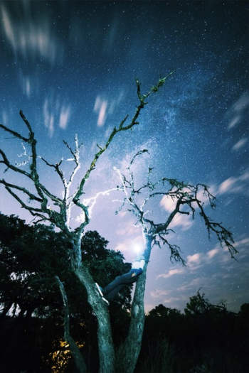 Brown Tree during Dawn Brown Tree during Dawn