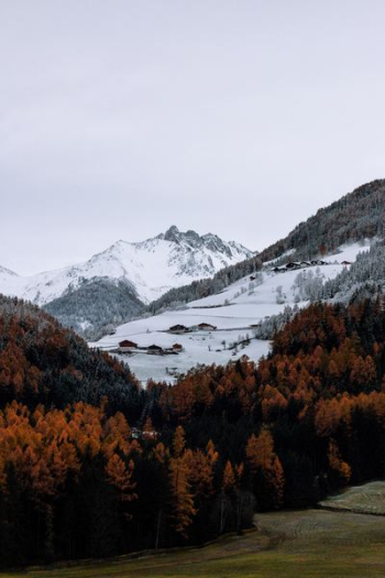 brown trees near snowy mountain brown trees near snowy mountain