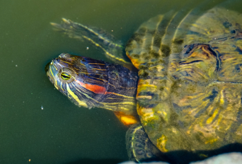 Brown Turtle Brown Turtle