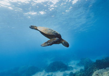 brown turtle brown turtle