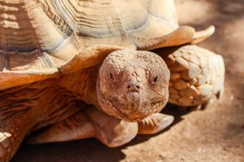 Brown Turtle Brown Turtle