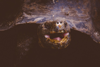 Brown Turtle Brown Turtle