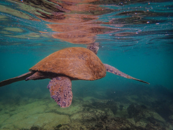 Brown Turtle Swimming On Sea Brown Turtle Swimming On Sea