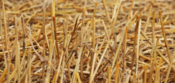 Brown Twigs Cut Brown Twigs Cut