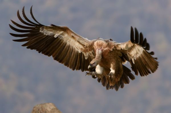 brown vulture flying during daytime brown vulture flying during daytime