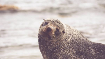 brown walrus in rule of thirds photography brown walrus in rule of thirds photography