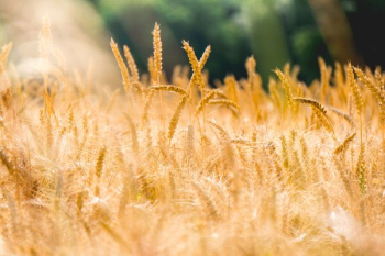brown wheat field brown wheat field