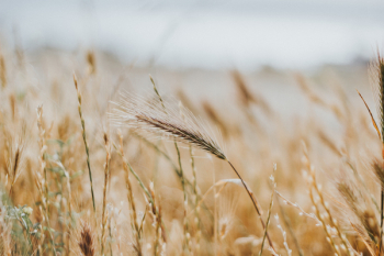 Brown Wheat Field Brown Wheat Field