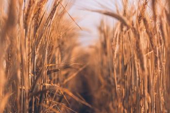 brown wheat field during daytime brown wheat field during daytime