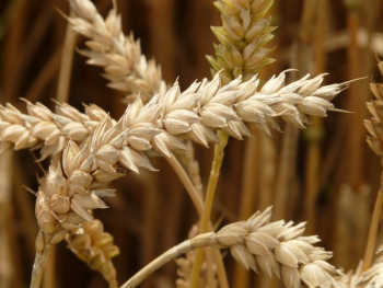 Brown Wheat Grain Brown Wheat Grain