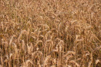 Brown Wheat Lot Brown Wheat Lot