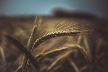 Brown Wheat Plant Brown Wheat Plant