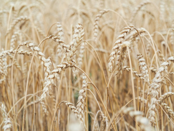 Brown Wheat Plants Brown Wheat Plants