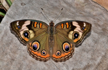 Brown White and Black Butterfly Brown White and Black Butterfly