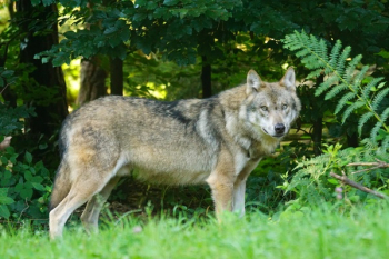 Brown Wolf Standing on Green Grass Brown Wolf Standing on Green Grass