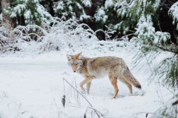 brown wolf walking on snow brown wolf walking on snow