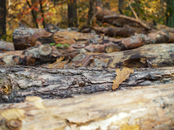 Brown Wood Logs Brown Wood Logs