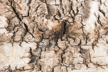 Brown Wood Surface Brown Wood Surface