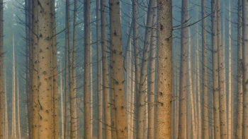 Brown Wood Trunks Illustration Brown Wood Trunks Illustration