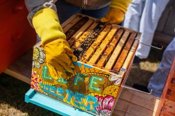 Brown Wooden Crate With Bees Brown Wooden Crate With Bees