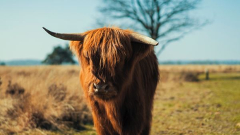 brown yak on grass brown yak on grass