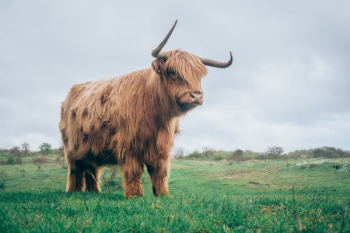 brown yak on green grass brown yak on green grass