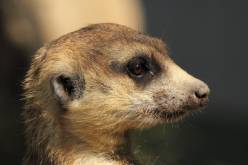 Brown Yellow and White Meerkat Brown Yellow and White Meerkat