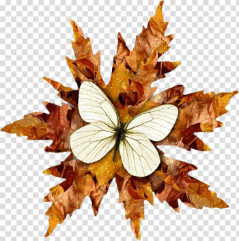 Brush-footed butterflies Butterfly Symmetry, butterfly transparent background PNG clipart