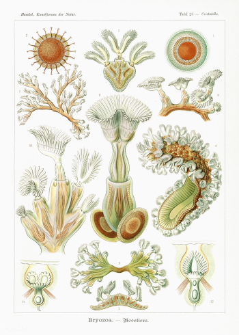 Bryozoa&ndash;Moostiere from Kunstformen der Natur (1904) by Ernst Hae.. | Free public domain illustration - 2272234