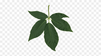 Buckeye Leaf Nature In Novato Png Buckeye Leaf - Buckeye Leaf Nature In Novato Png Buckeye Leaf