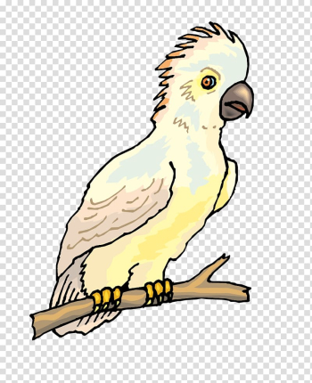 Budgerigar Bird Cockatoo Parakeet Illustration, Parrot color material transparent background PNG clipart