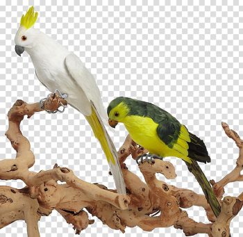 Budgerigar Cockatiel True parrot Parakeet, Colored parrot branches frolic ornaments transparent background PNG clipart