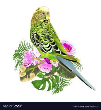 budgerigar green pets parakeet on a bouquet