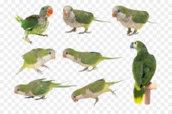 Budgerigar Parakeet Lovebird Beak Feather - budgerigar filigree 