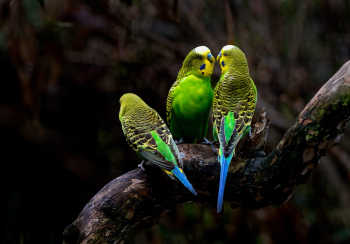 Budgies. Budgies, also known as budgerigars and parakeets, are sociable birds, and in the wild may be seen in flocks of hundreds or more. They have been bred into many different colour forms, but the birds in this photo are the natural colour form, which I think is hard to beat.