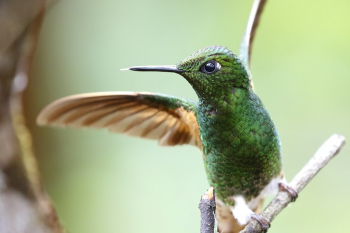 Buff tailed coronet bird. Free | Free Photo - rawpixel