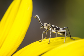 Bug On Flower Bug On Flower