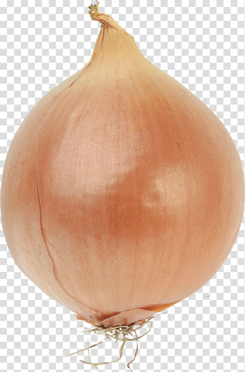 Bulb Onions Bulb Onions Vegetable Red onion, onion transparent background PNG clipart