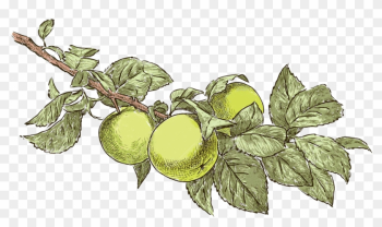 Bulgarian Apple - “ - Drawings Of Apple Trees Realistic Bulgarian Apple - “ - Drawings Of Apple Trees Realistic