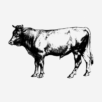 Bull, animal illustration. Free public | Free Photo Illustration - rawpixel