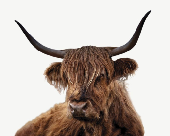 Bull collage element, animal isolated | Free PSD - rawpixel