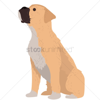 Bull mastiff dog Bull mastiff dog