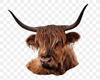 Bull png sticker, animal image, | Free PNG - rawpixel