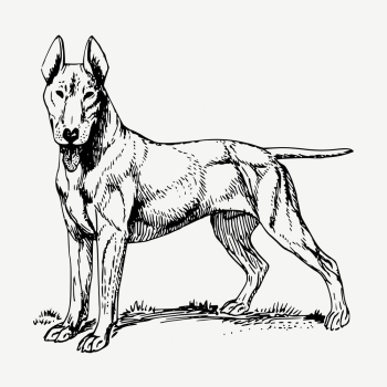 Bull Terrier dog drawing, vintage | Free PSD - rawpixel Bull Terrier dog drawing, vintage | Free PSD - rawpixel