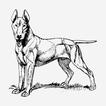 Bull Terrier dog hand drawn | Free Photo - rawpixel Bull Terrier dog hand drawn | Free Photo - rawpixel