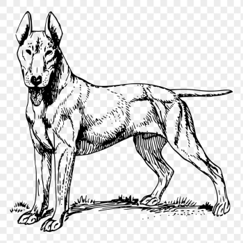 Bull Terrier dog png drawing | Free PNG - rawpixel Bull Terrier dog png drawing | Free PNG - rawpixel