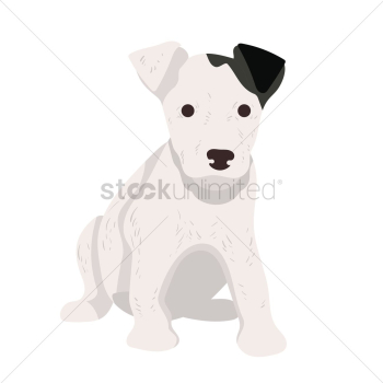 Bull terrier puppy Bull terrier puppy