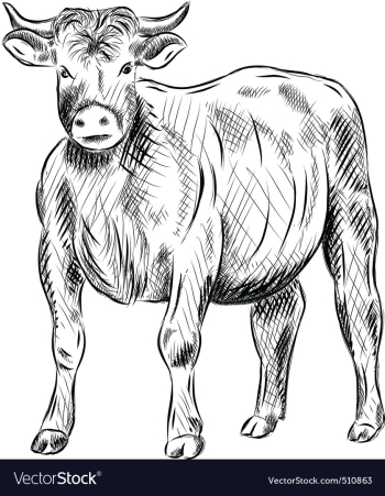 Bull vector image Bull vector image