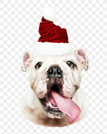 Bulldog in Santa hat png | Free PNG - rawpixel