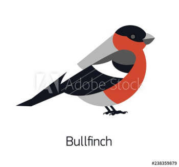 Bullfinch isolated on white background Bullfinch isolated on white background